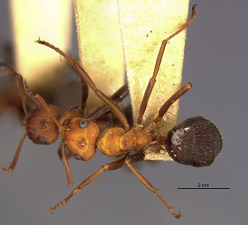 Media type: image;   Entomology 8882 Aspect: habitus dorsal view